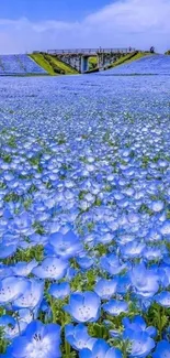 Field of blue flowers under a clear sky, showcasing natural beauty and tranquility.