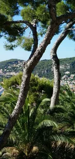 Coastal landscape with pine tree view.