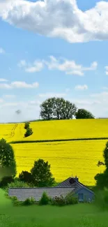 Vibrant yellow fields in a scenic countryside setting.