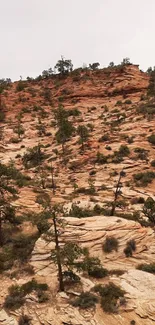 Rugged desert landscape with trees and rocky terrain as mobile wallpaper.