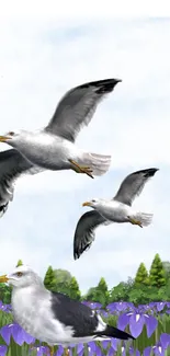 Seagulls flying over a meadow with purple flowers under a blue sky.