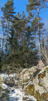 Forest landscape with tall trees and a clear blue sky.