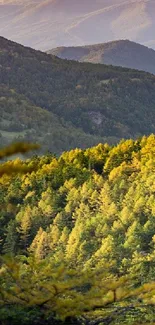 Serene mountain forest under sunlight.