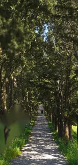 A tranquil forest path under a canopy of lush green trees.