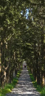 Serene forest path with tree-lined greenery.