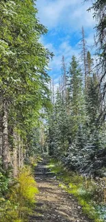 Scenic forest path with lush greenery and blue sky, perfect mobile wallpaper.