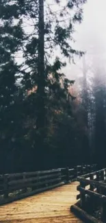 A tranquil forest path through tall trees.