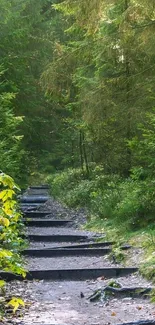 Pathway through lush forest, peaceful nature scene.