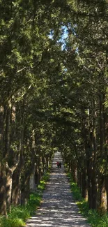 Serene forest pathway with lush green trees.