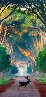 A scenic forest pathway with a deer crossing under towering trees.