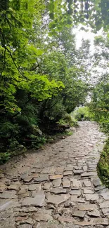 Stone pathway through lush green forest under shimmering light.