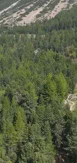 Forest landscape with railway track winding through lush green trees.