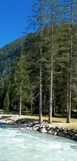 Scenic view of a river flowing through a lush green forest under a clear blue sky.