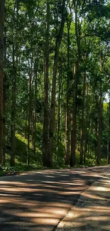 Scenic forest road with tall trees and lush greenery, perfect for nature lovers.