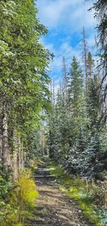 Scenic trail through a vibrant forest with blue skies above.