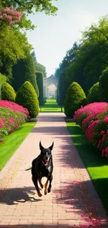 Doberman runs along scenic garden path with vibrant flowers and towering greenery.