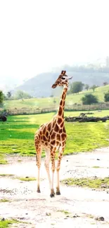 Giraffe standing elegantly in scenic outdoor landscape.