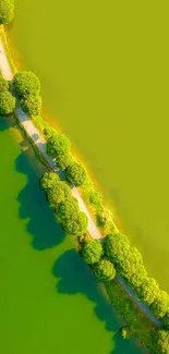 Aerial view wallpaper of green trees and path.