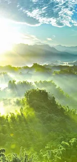 Lush green forest with sunlight streaming through the trees at sunrise.