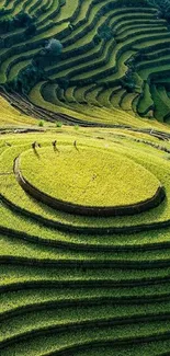 Stunning green terraced fields in a serene landscape pattern wallpaper.