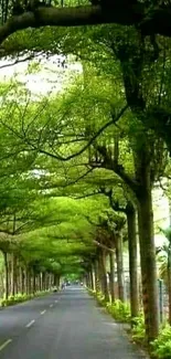 Serene lush tree tunnel with a road coursing through.