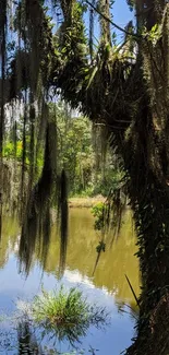 Majestic tree over a tranquil lakeside with reflections and hanging moss.