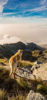 Dog on a mountain with a scenic view under a vibrant blue sky.