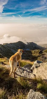 Dog stands on rocky terrain overlooking a scenic mountain landscape under a blue sky.