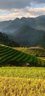 Mobile wallpaper of green mountain rice terraces.