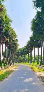 Serene palm tree-lined path under a blue sky.