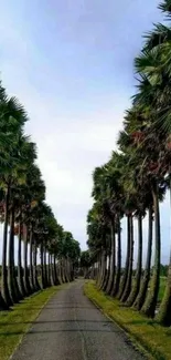 Serene road lined with lush palm trees under a clear sky.