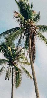 Tall palm trees against a bright blue sky, offering a calming tropical view.