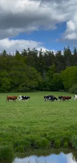 Cows grazing in lush green pasture under a cloudy sky.