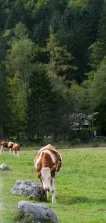 Cows grazing in a lush green pasture with forest background.