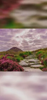 Scenic pathway through purple heather under cloudy sky.