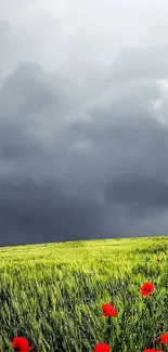 Vibrant poppy field under a dramatic sky with a lone tree on the horizon.