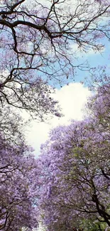 A scenic view of purple Jacaranda trees against a clear blue sky.