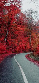 Winding pathway through a vibrant red autumn forest.