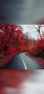 Winding road through vibrant red autumn forest.