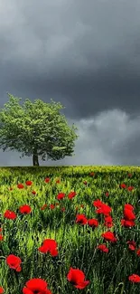 Red poppy field with lone tree under cloudy sky wallpaper.