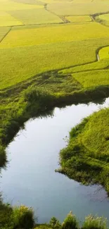 A vast green rice field with a calm blue water body.