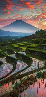 Sunset over rice terraces with mountain backdrop.