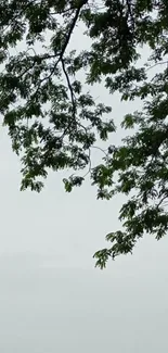 Boat sailing under lush green tree canopy on a tranquil day.