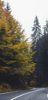 Winding road through an autumn forest with colorful trees.