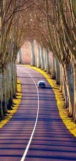 A winding road lined with tall trees in autumn sunlight.