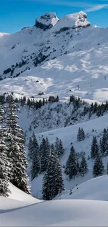 Snowy mountain landscape with blue sky and pine trees.