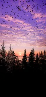 Sunset with birds and trees over ocean view.