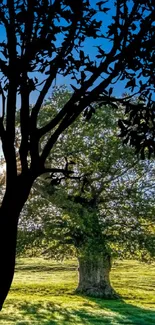 Silhouette of a tree against a vibrant blue sky and green field.