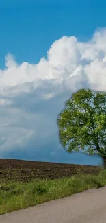 A lone tree under a vast blue sky with white clouds, bordered by a road.