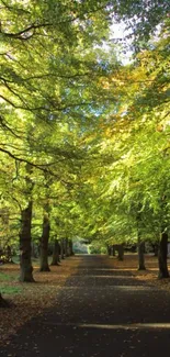 Scenic tree-lined pathway with vibrant green leaves.